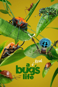 A Real Bug's Life